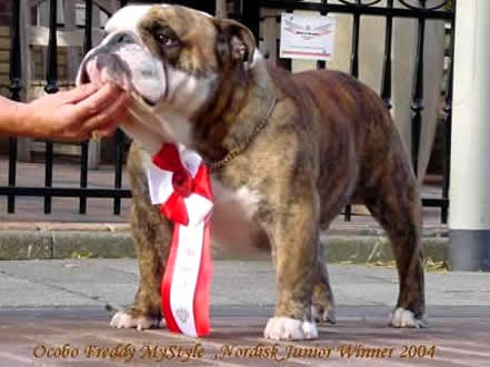 Bulldog Ocobo Freddy Mystyle picture
